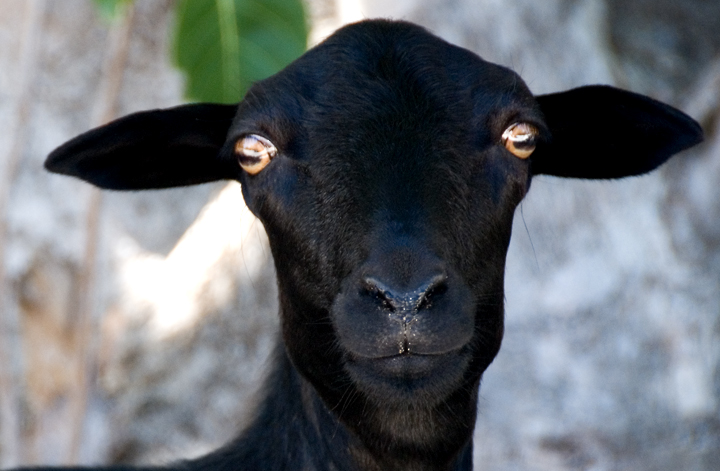 black-sheep-11